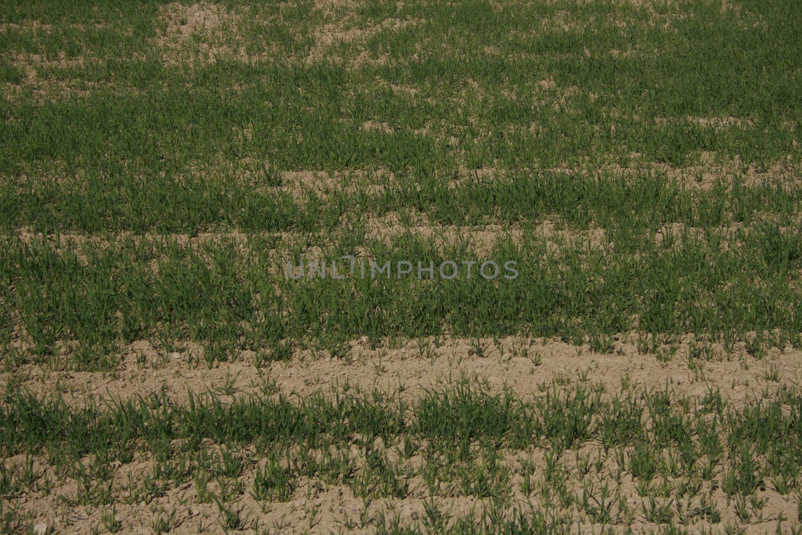 field dry due to rain shortage.