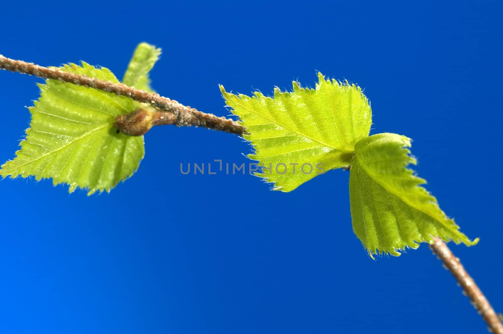 Small green sheets on a  blue background.