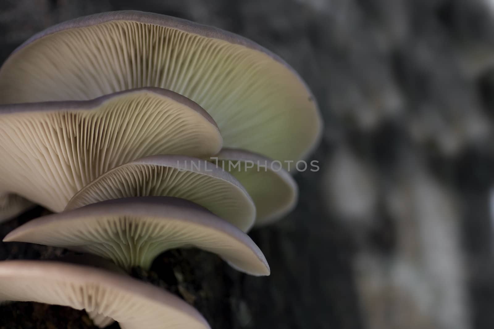 close up of six oyster mushrooms fruiting from a log