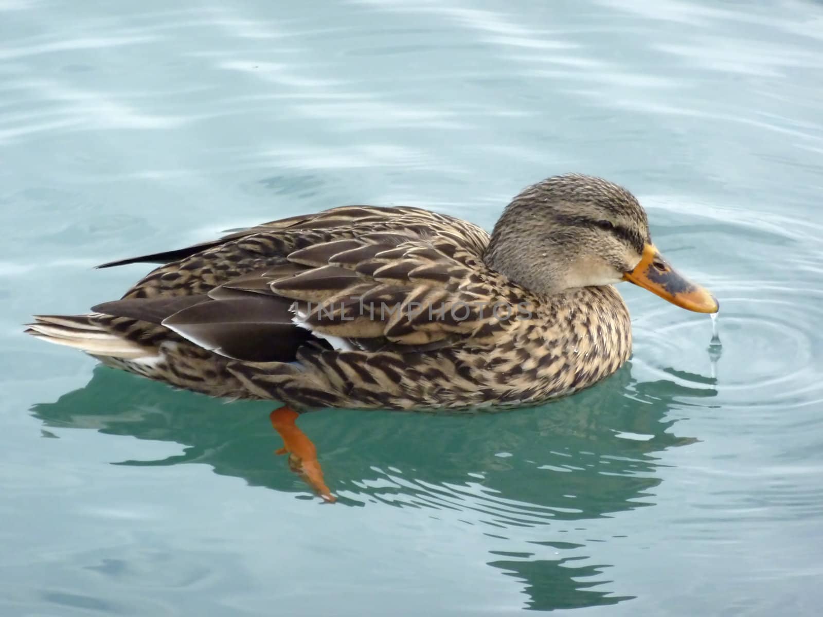 Mallard duck floating on water by Elenaphotos21