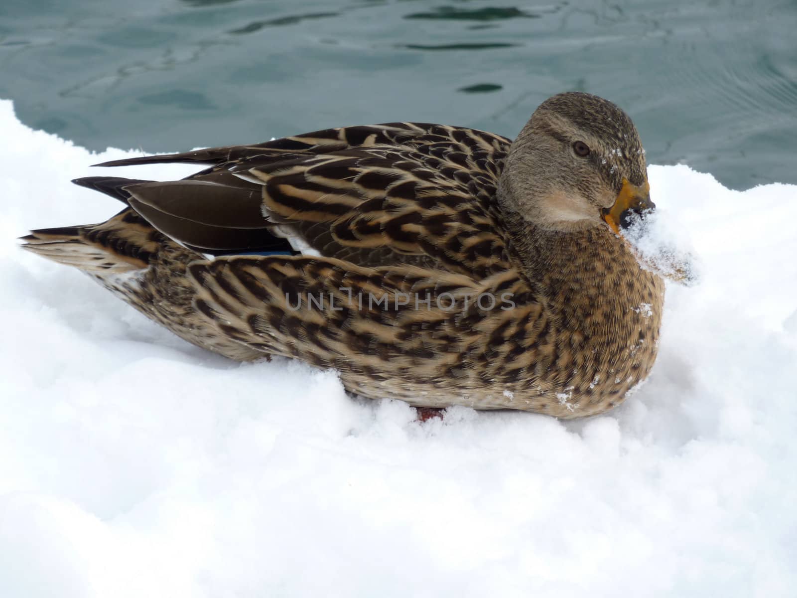 Mallard duck lying on the snow by Elenaphotos21