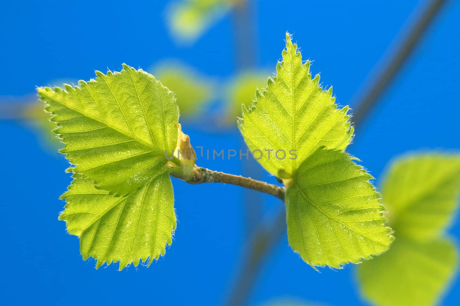 
Small green sheets on a  blue background.
