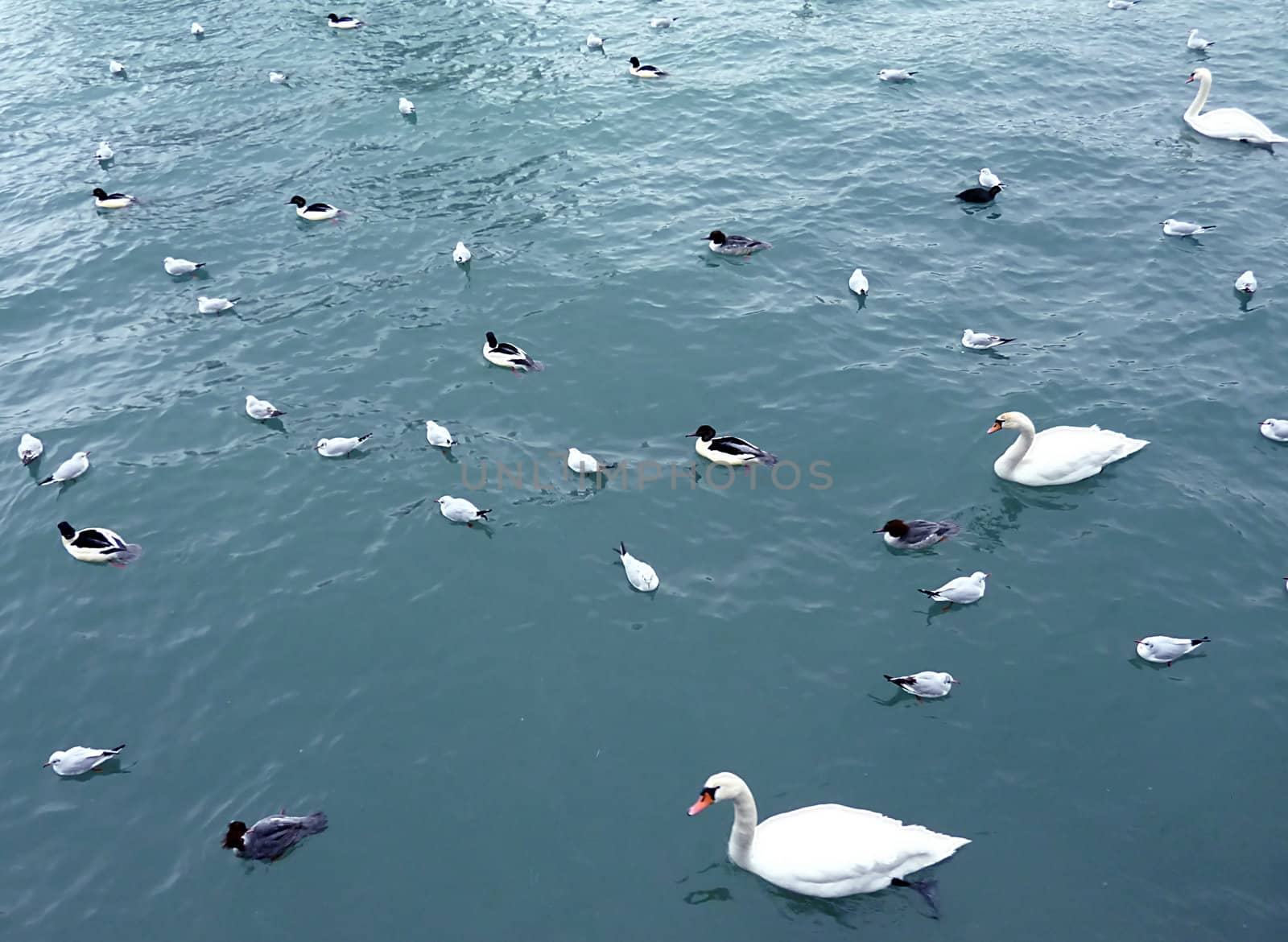 Many birds on Geneva lake Leman by Elenaphotos21