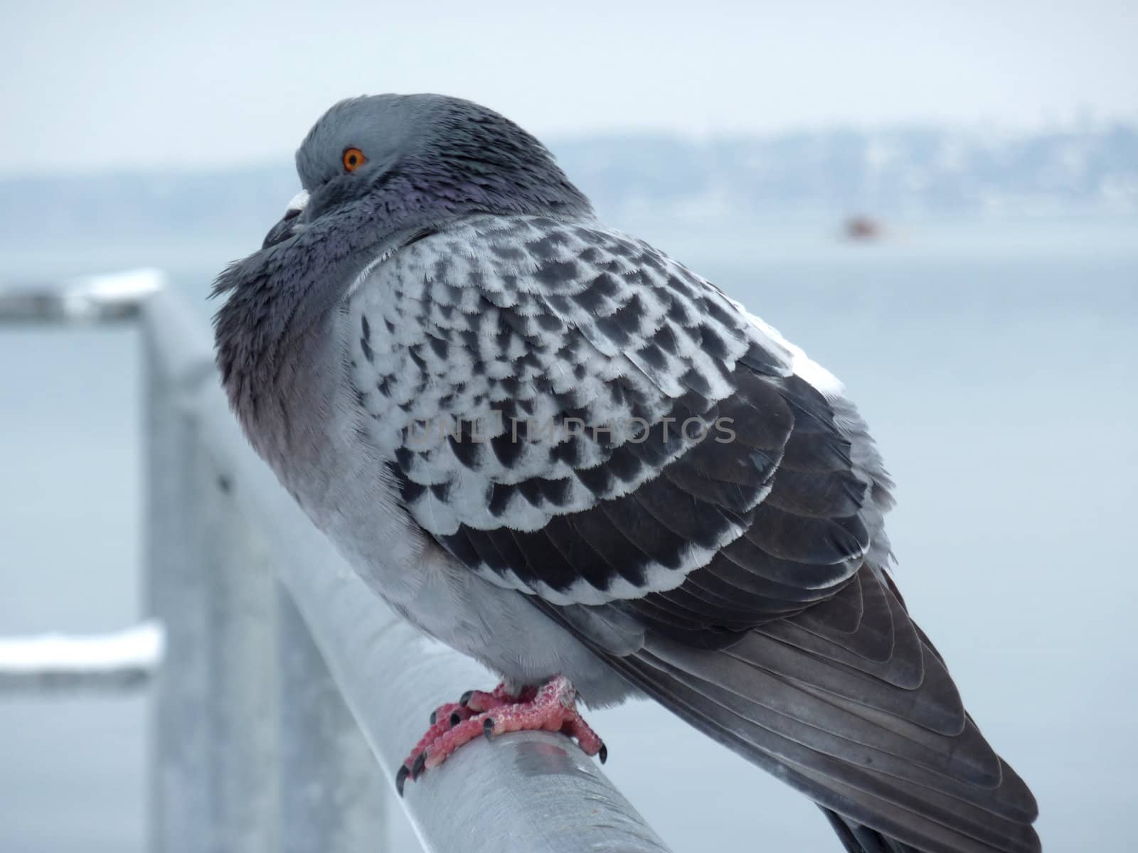 Frozen grey pigeon on a bar with lake behind