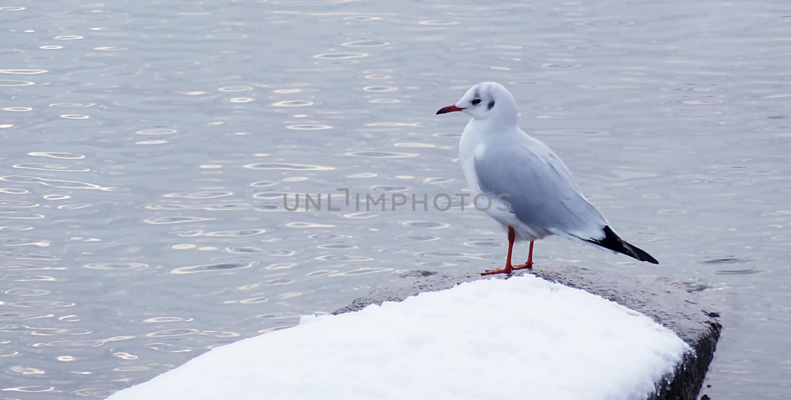Gull by winter by Elenaphotos21