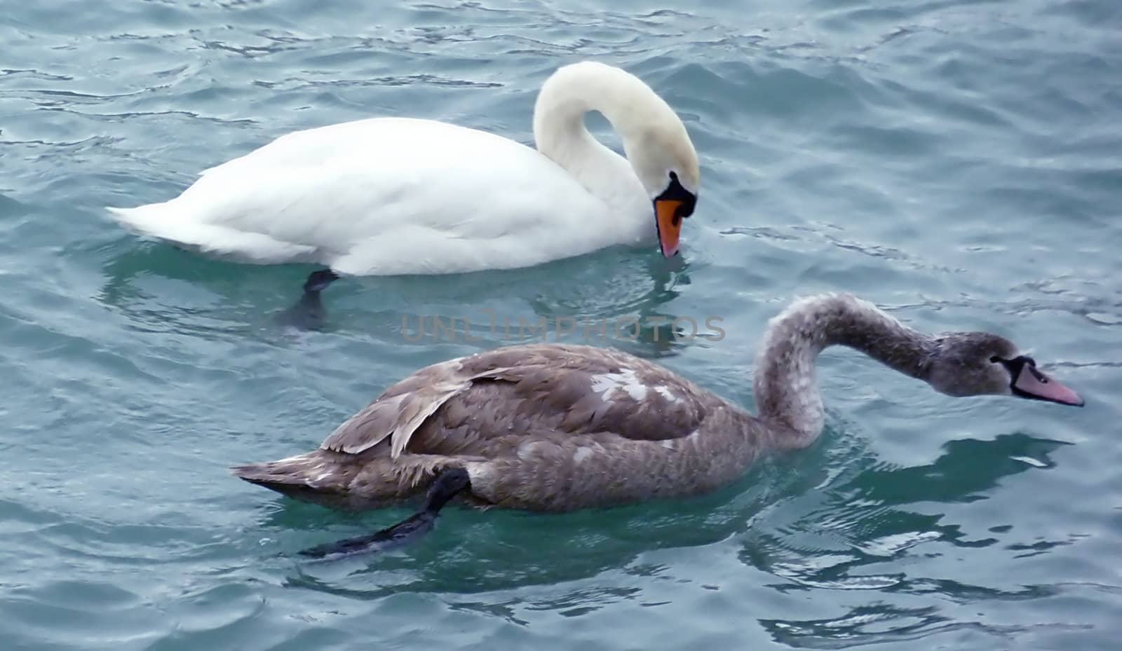 An old white swan and a young grey one floating on the water