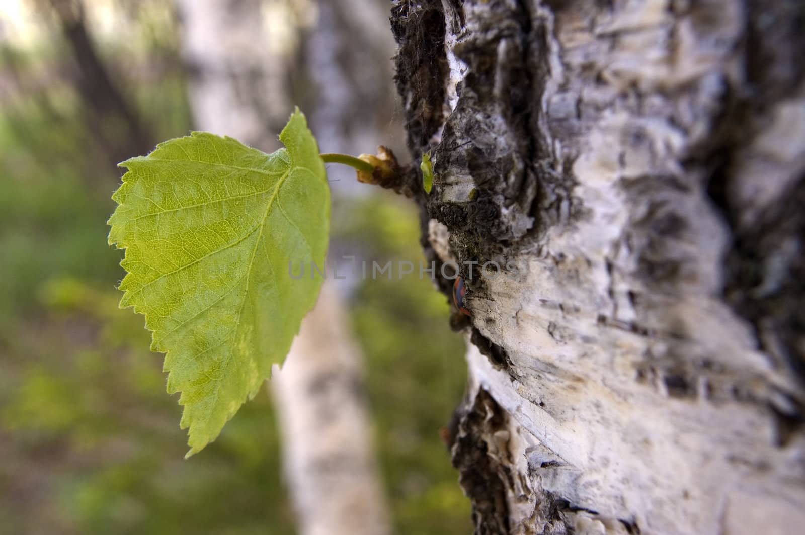 Small green sheet on a trunk of the large tree.