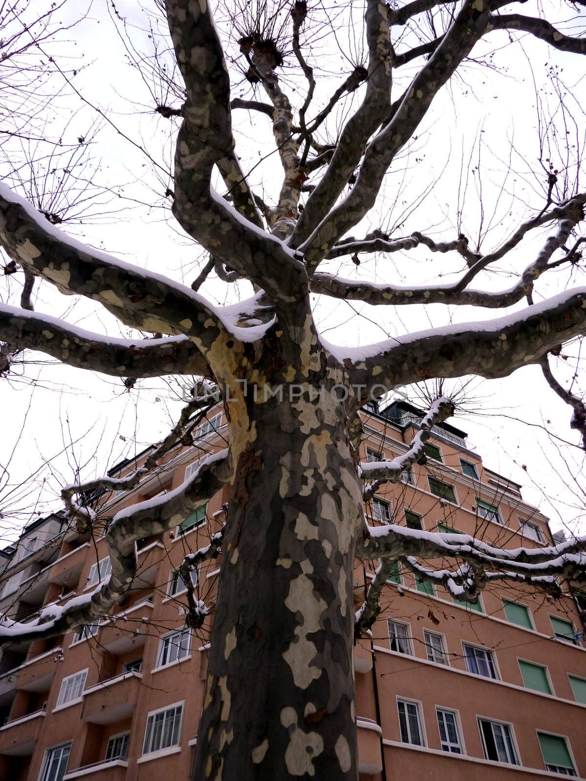 Chestnut tree covered with snow in front of an ancient building
