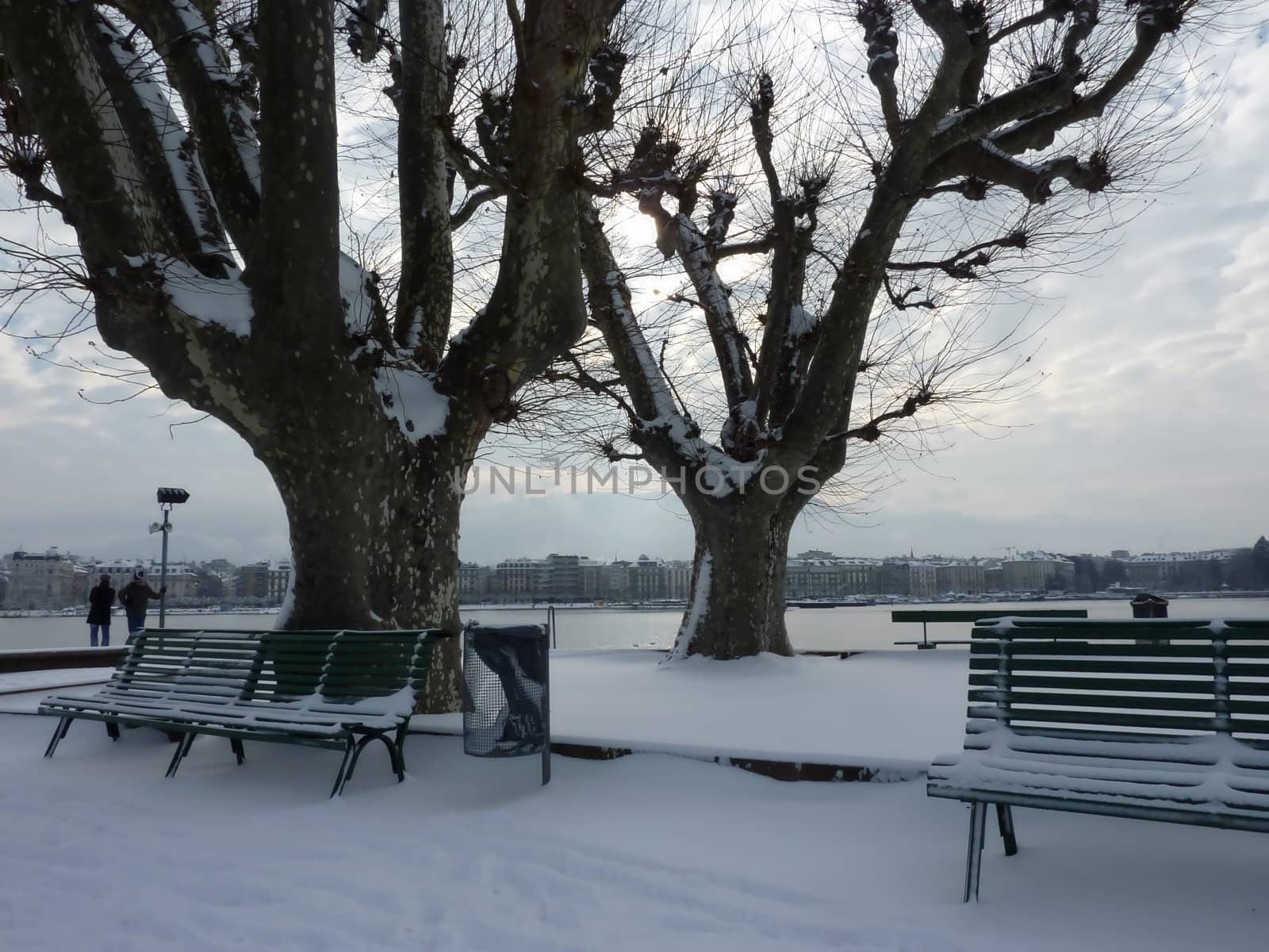 Park with chestnut trees and benches by winter