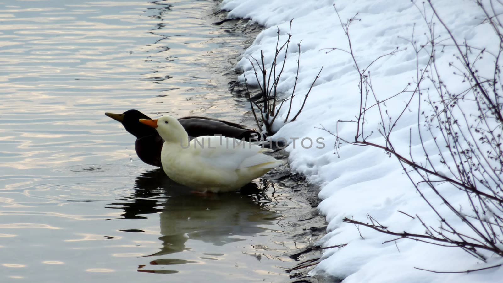Two ducks in the water near a snowy shore and with little branches without leaves