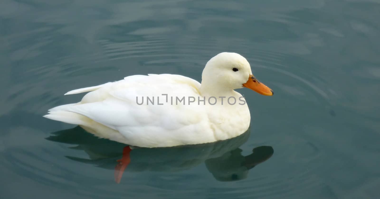 White duck floating on the water by Elenaphotos21