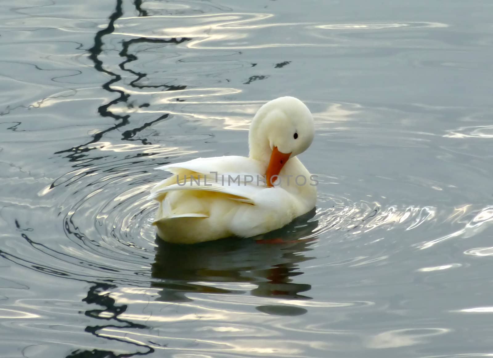 Scratching white duck on water with waves and reflections