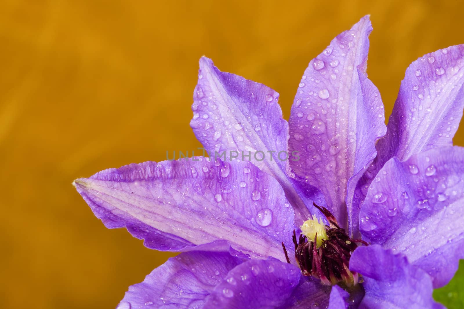Beautiful flower (clematis) with water drops on yellow background. Close-up. Shallow depth of field.