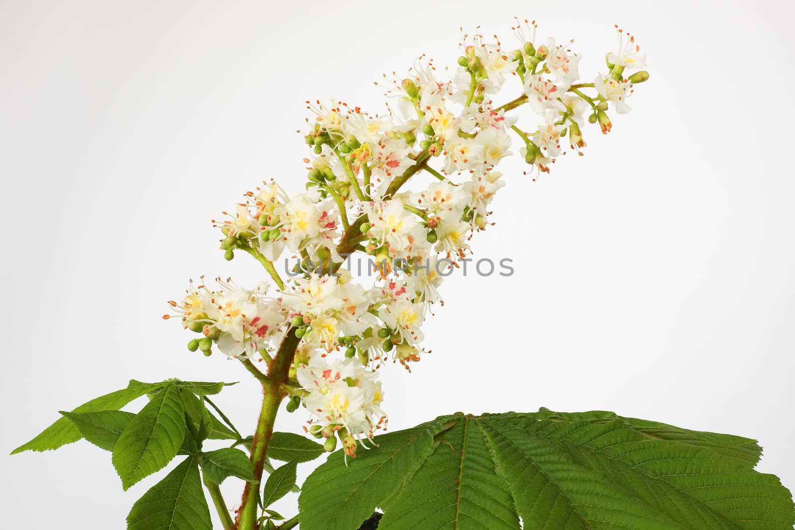Aesculus hippocastanum (blossom of horse-chestnut tree) on white