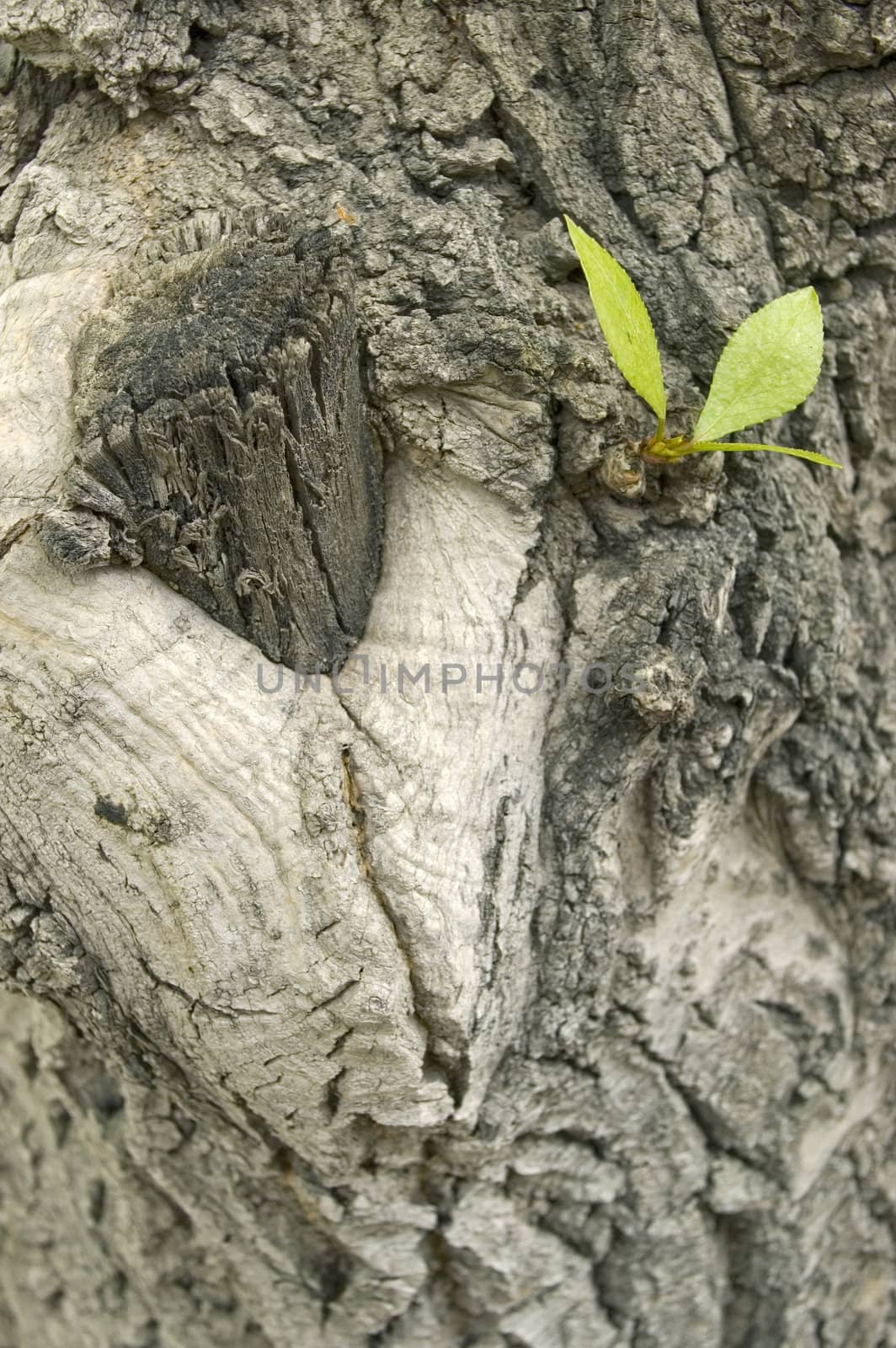 Small green sheet on a trunk of the large tree.