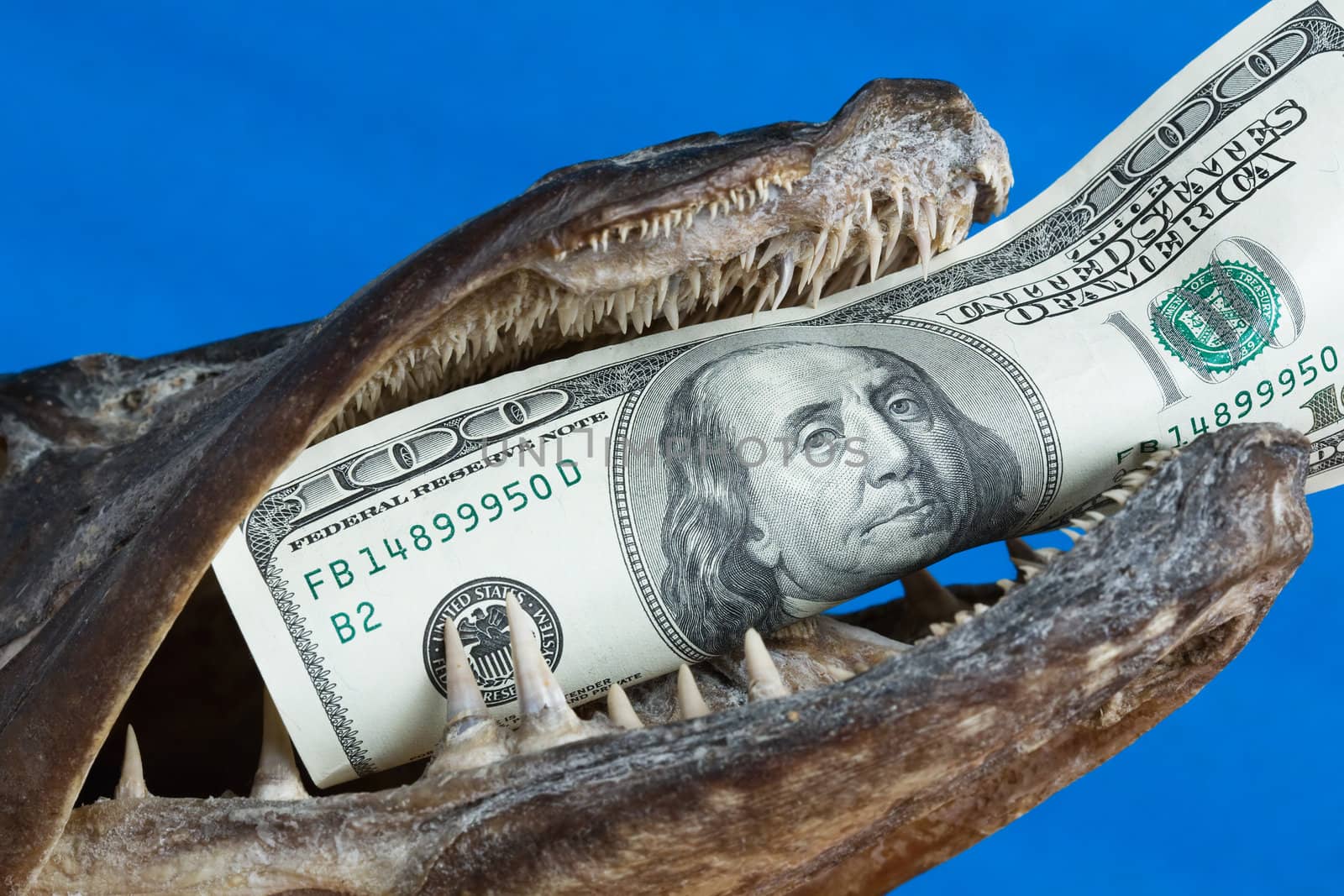 The fish mouth holds dollar on blue background
