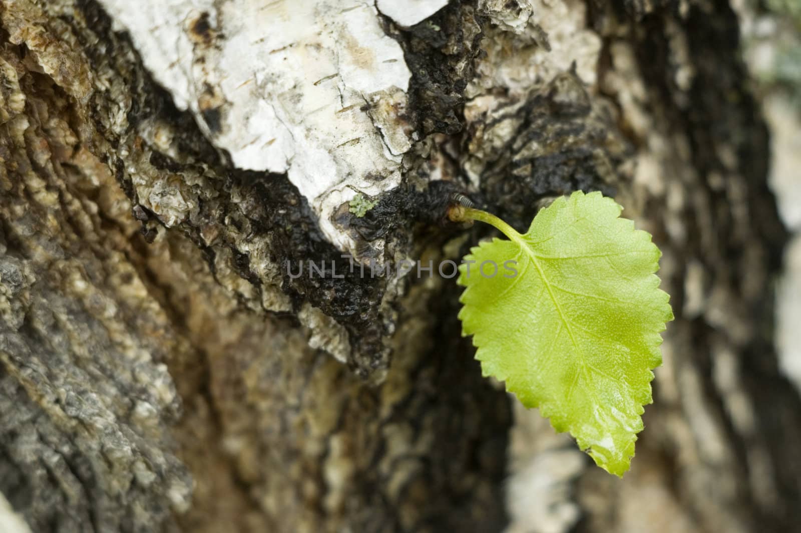 Small green sheet on a trunk of the large tree.