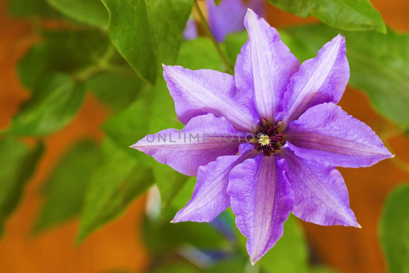 Beautiful flower (clematis) and leafs on yellow background. Shallow depth of field.