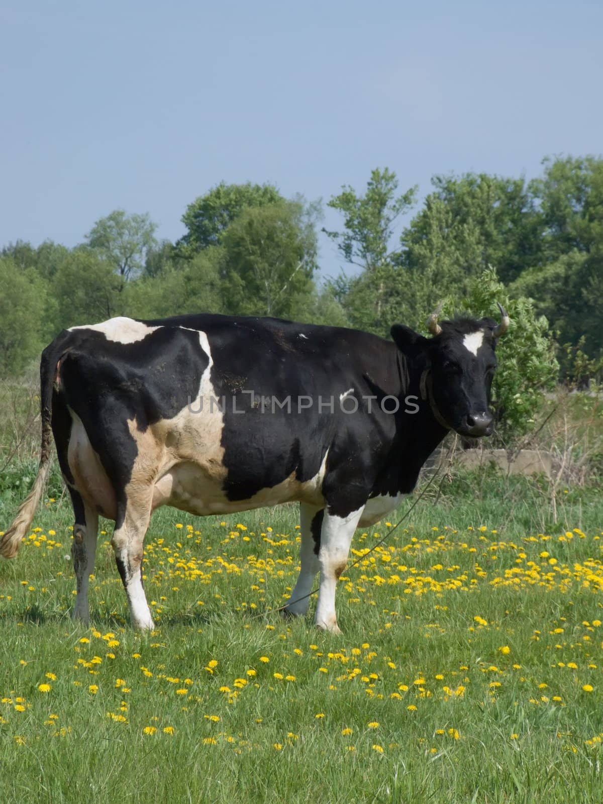 The black and white cow on a summer meadow 