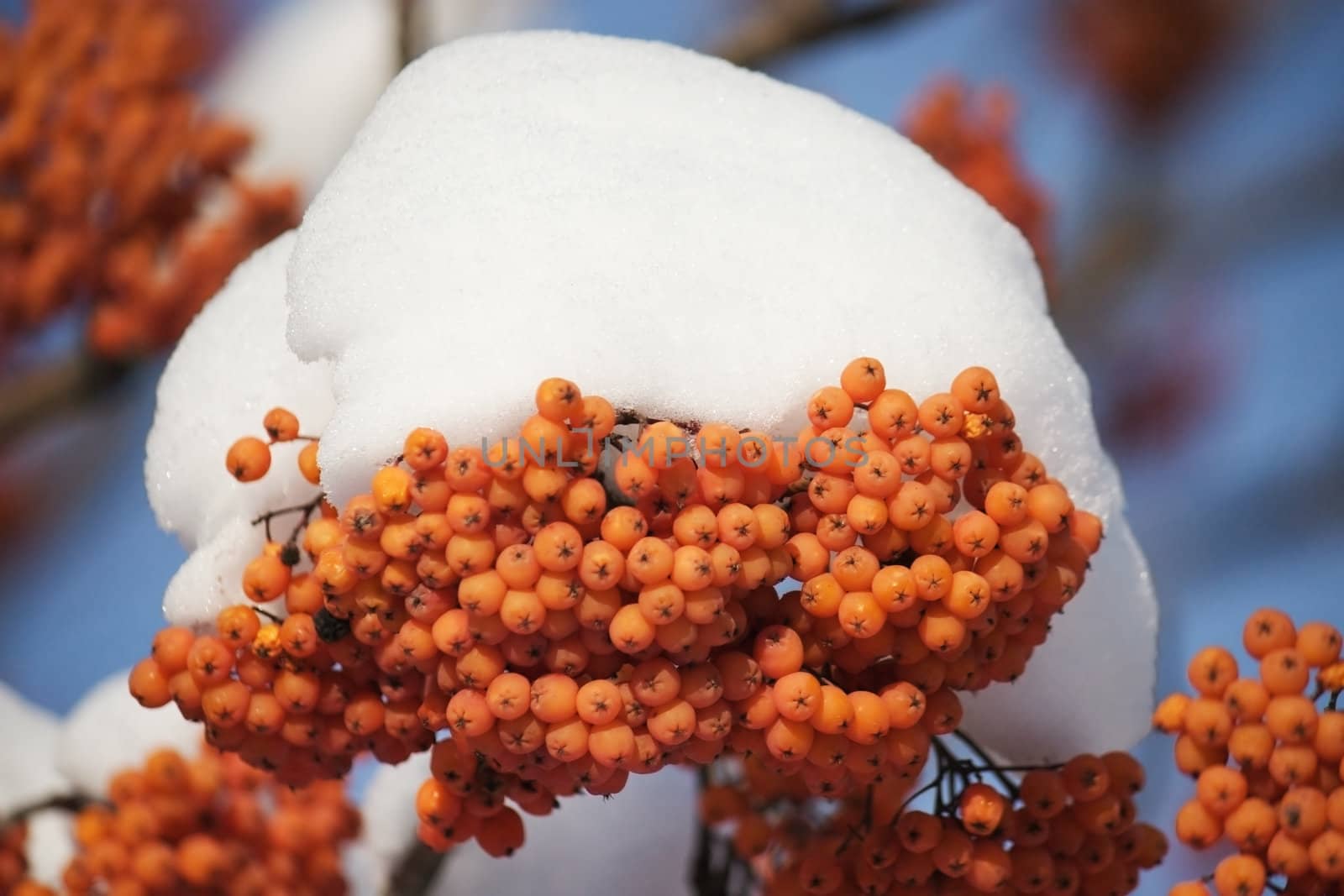 Red berries of a  rowan under snow against the blue sky.