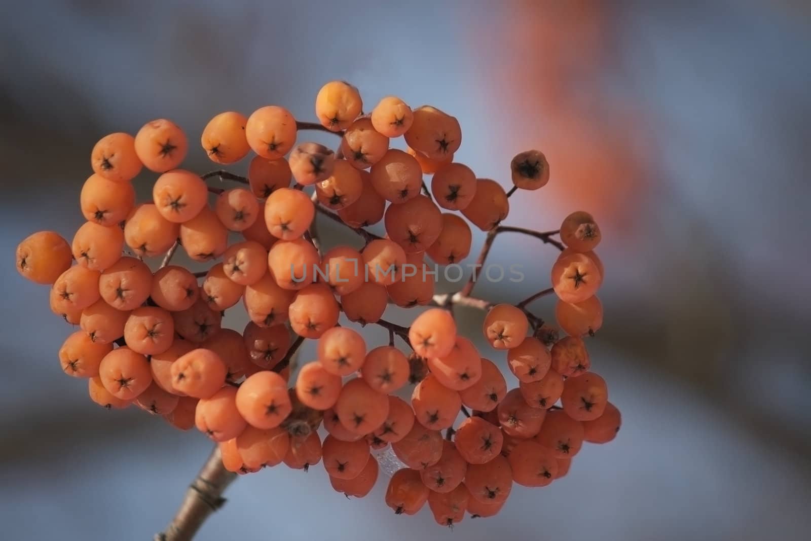 Beautiful red berries by zhannaprokopeva
