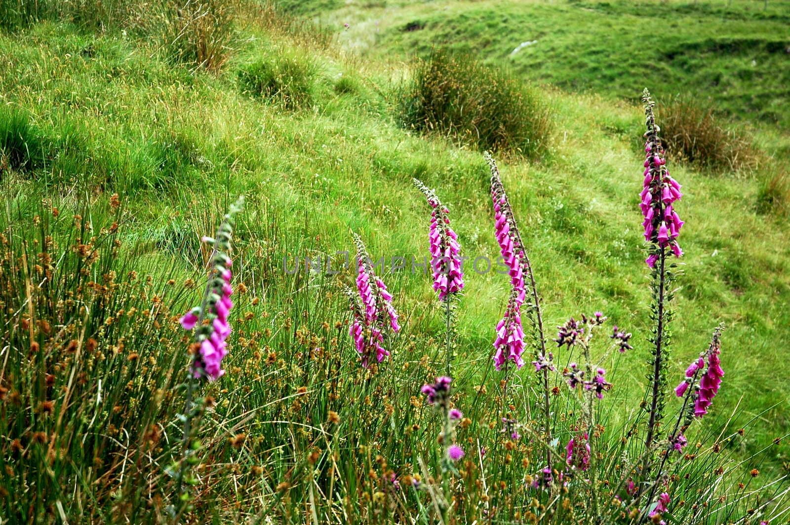 grass and purple flower,  horizontally framed shot    