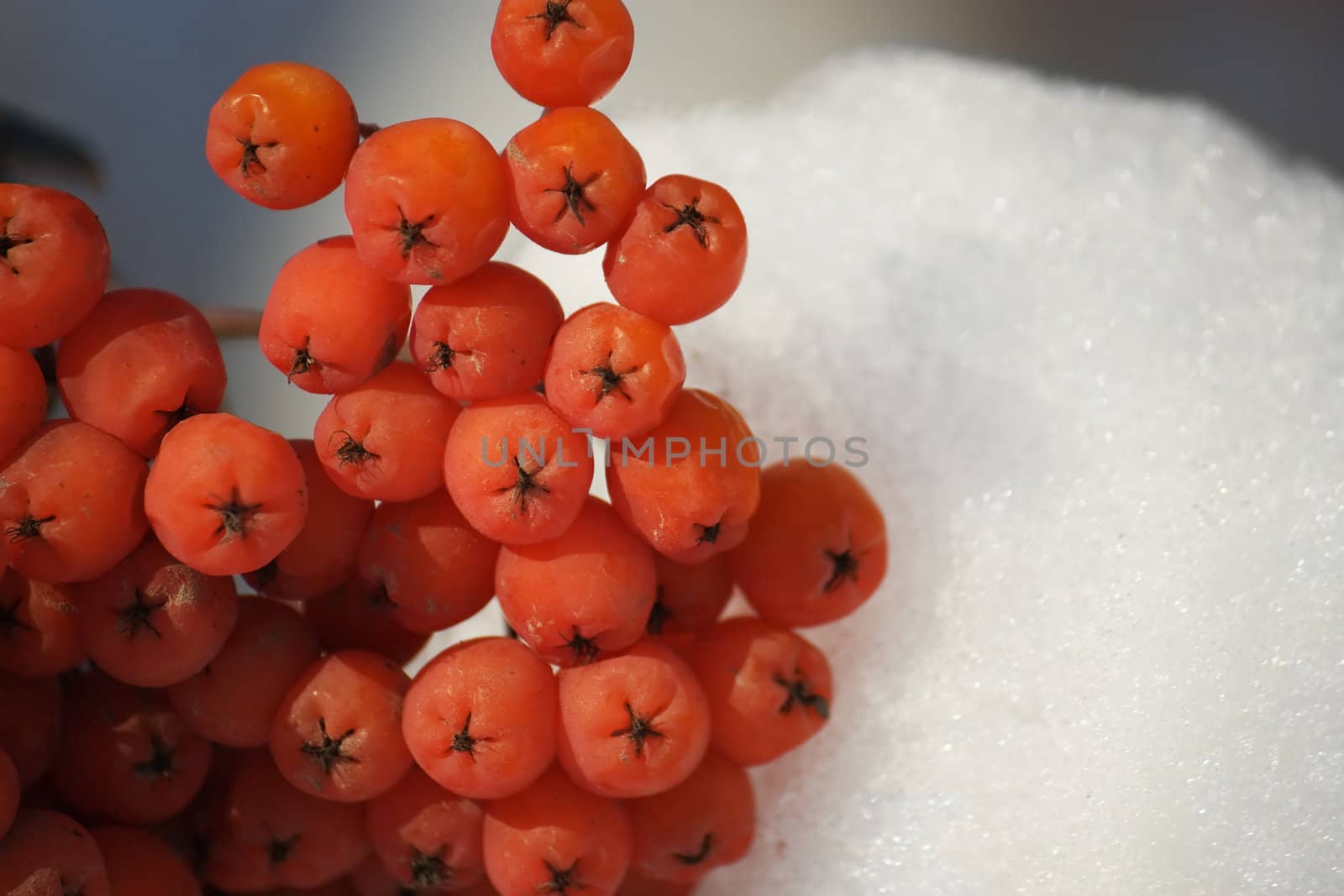 Large, bright, red berries of mountain ash and snow close-up.