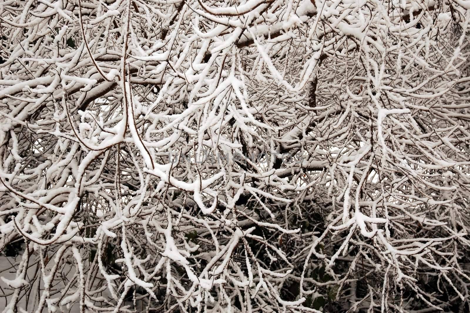 backgound of frosted branches, horizontally framed shot