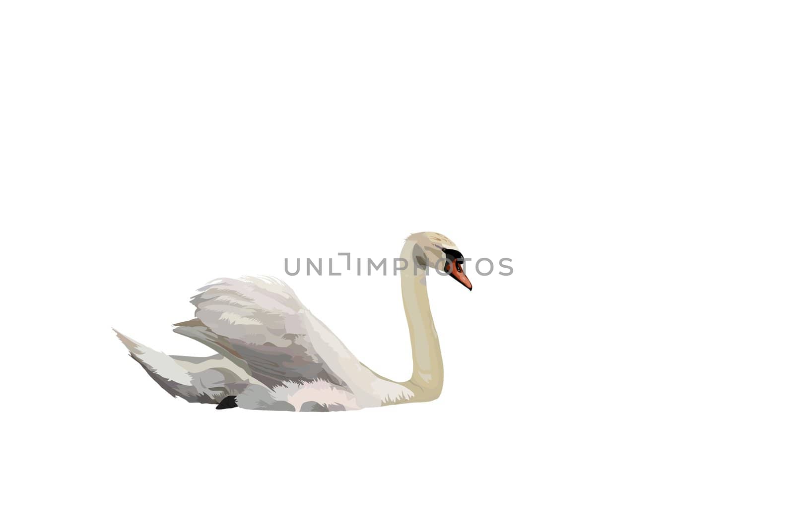 Picture of swan. Can be used as a template for creation of different illustrations
