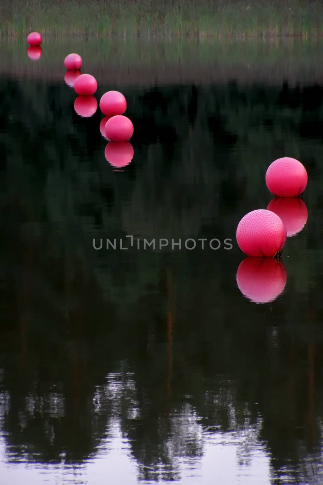 row of rose buoys on smooth water   