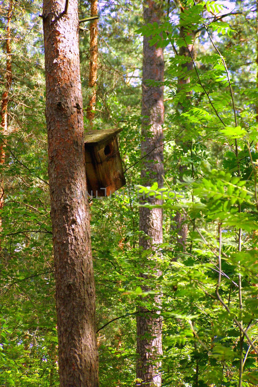 a starling-house is fastened on a pine-tree in the spring sun forest