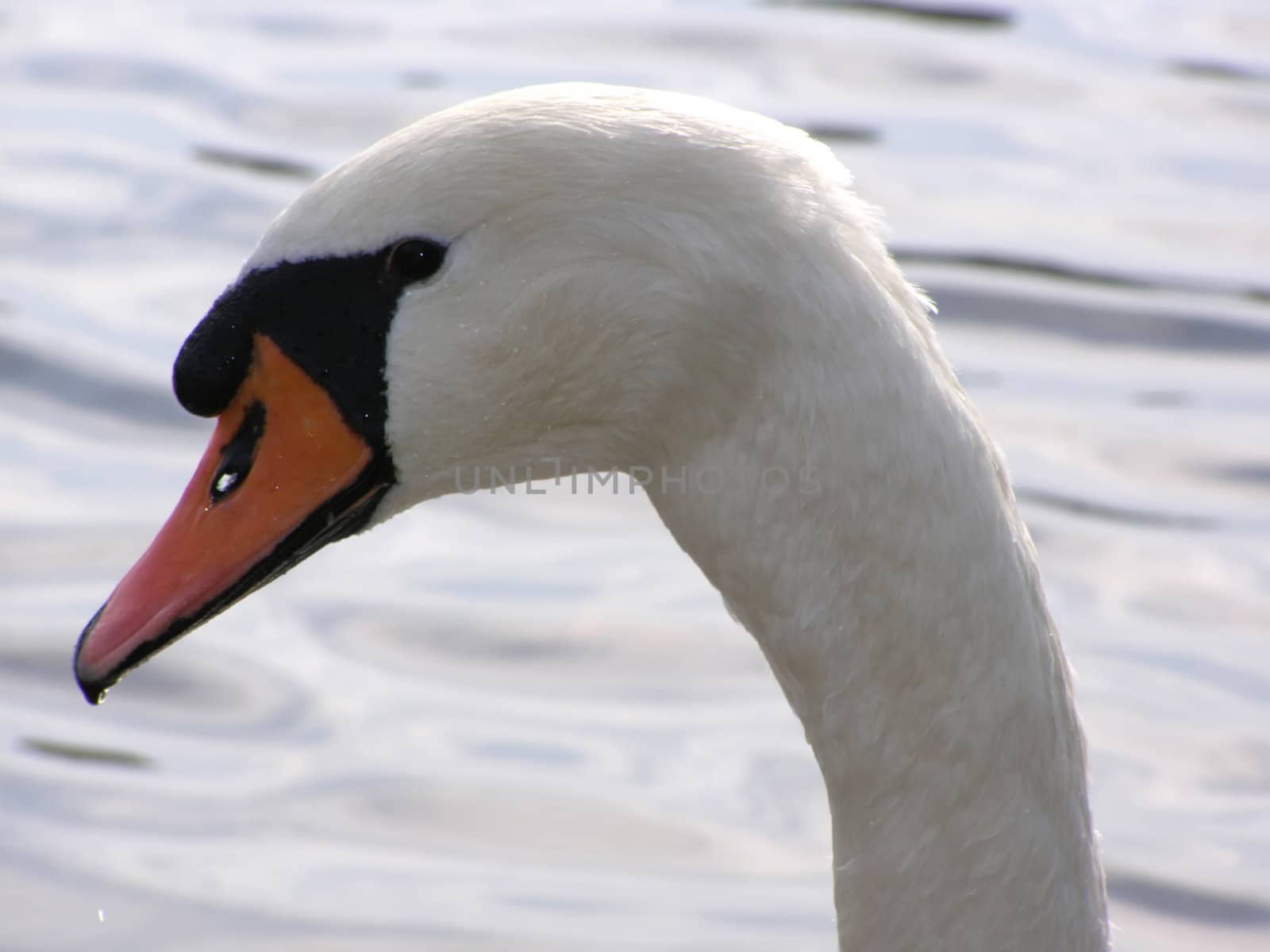 portrait of swan on a background water
    