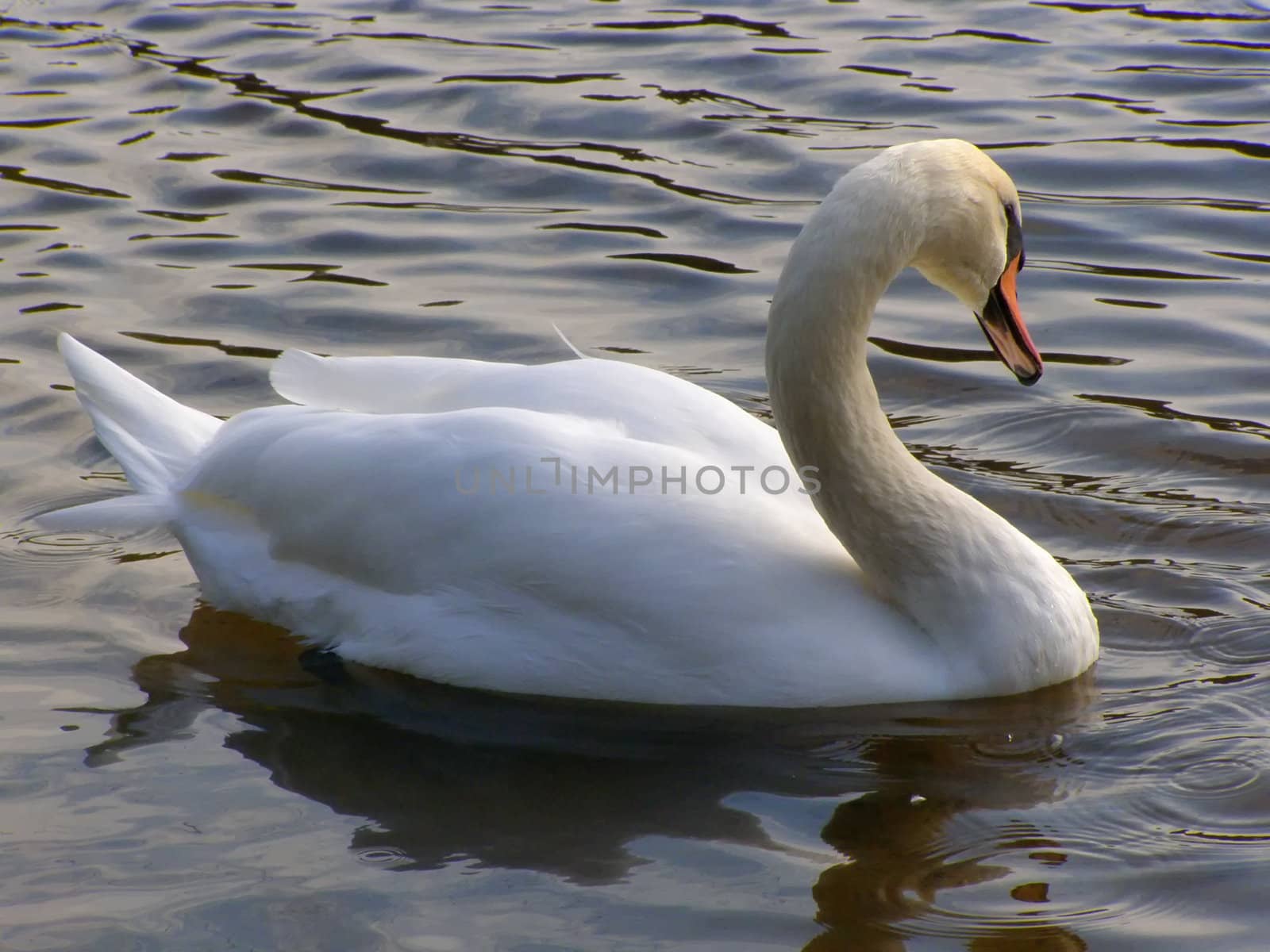 photo of swan with inclined head glide on lake       