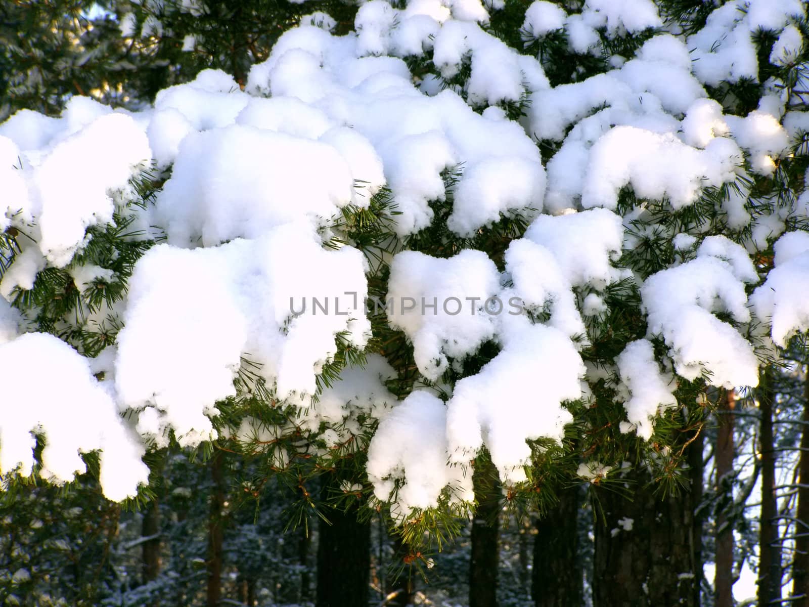 a pine branch is covered plenty of snow