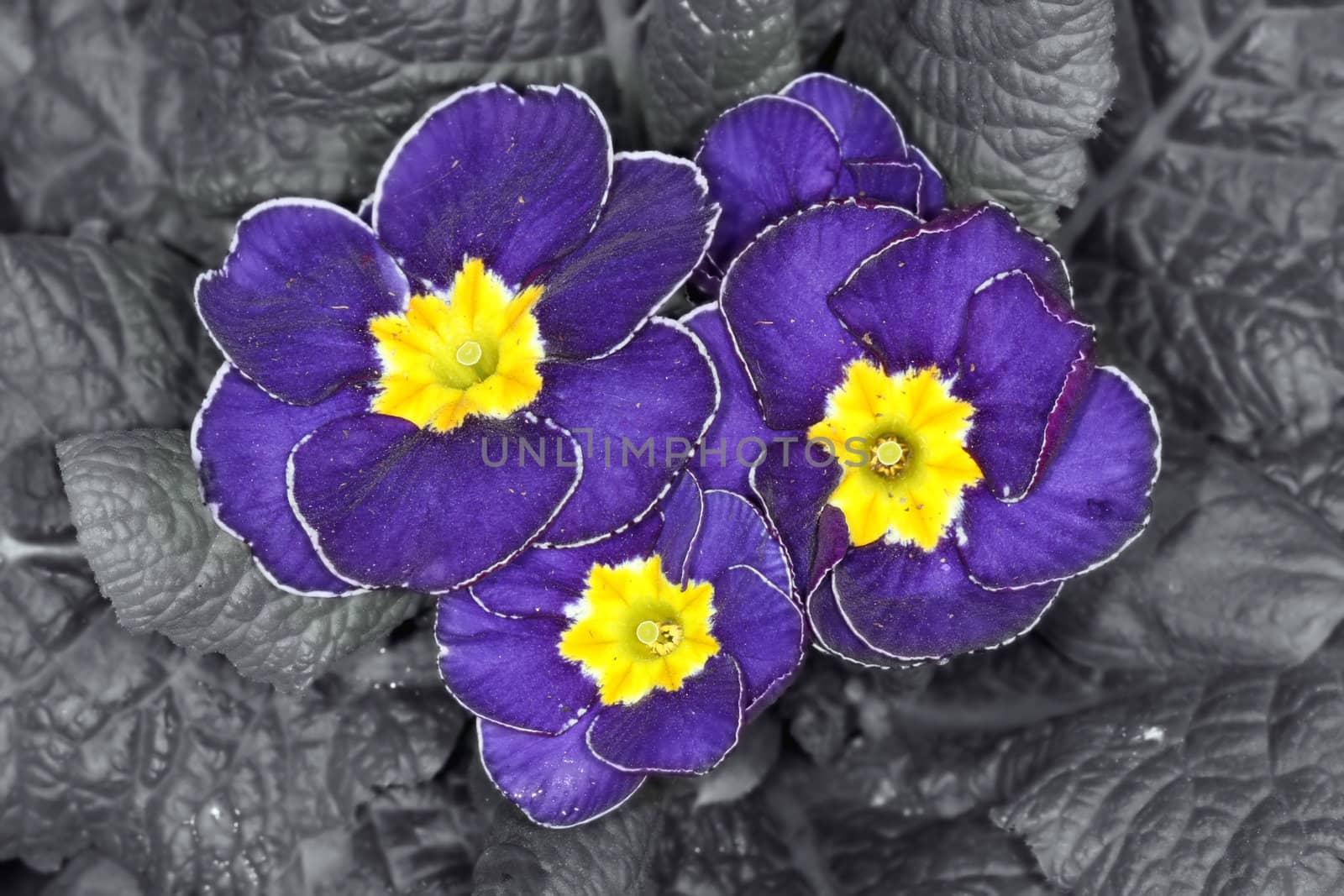 Purple and yellow primula flower