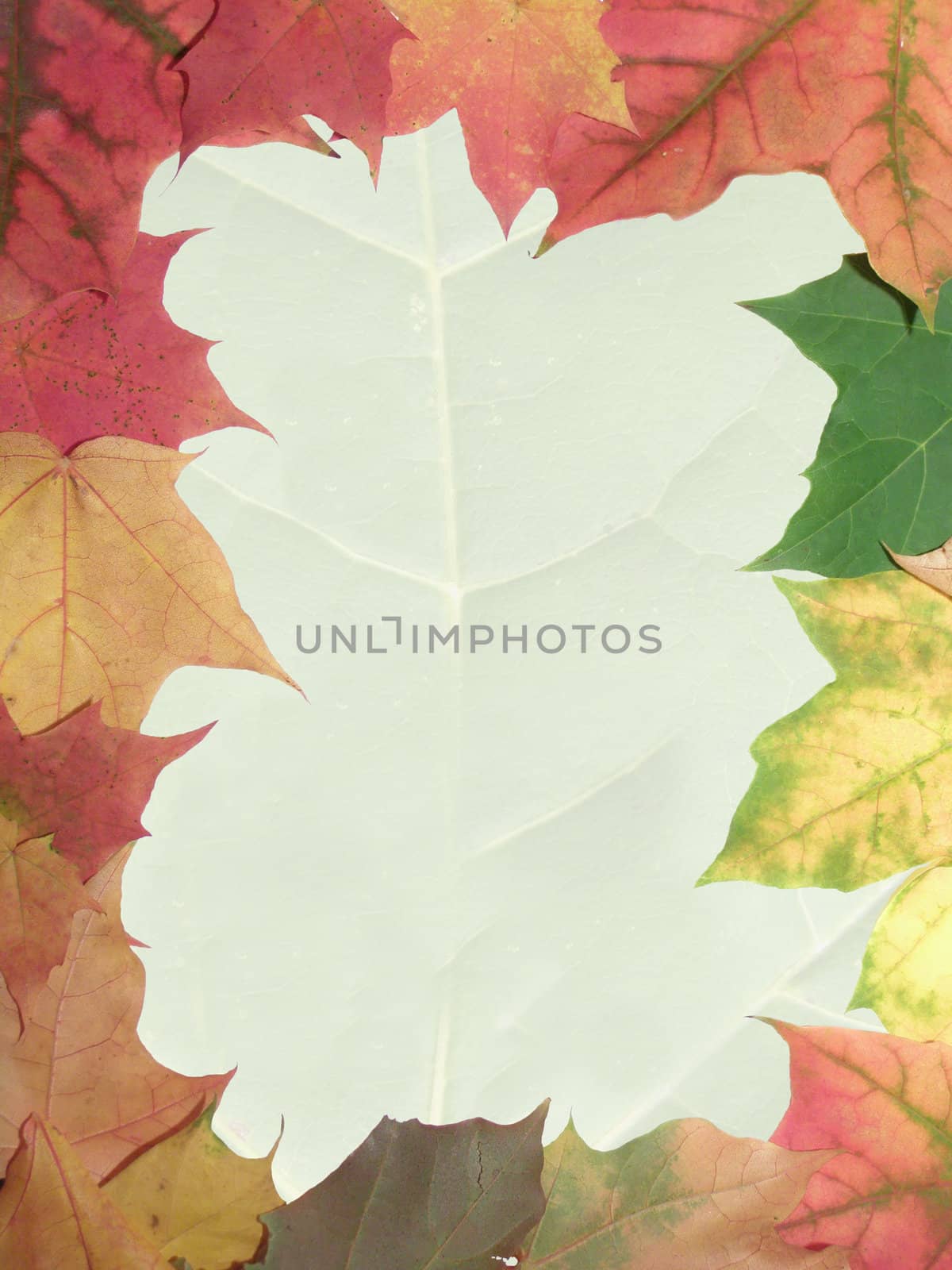 frame from autumn maple leaves  