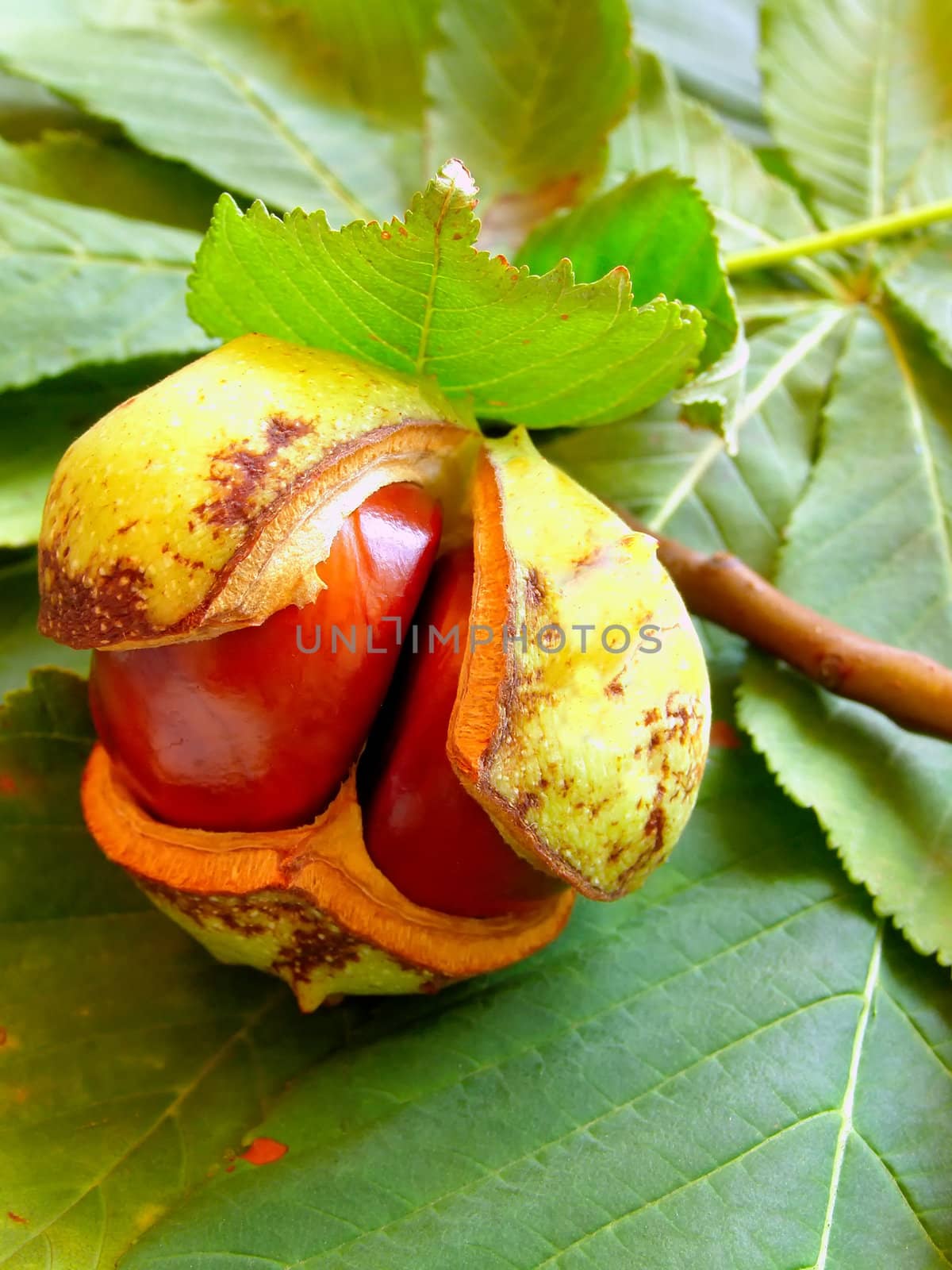 chestnut on the chesnut-tree leaves      