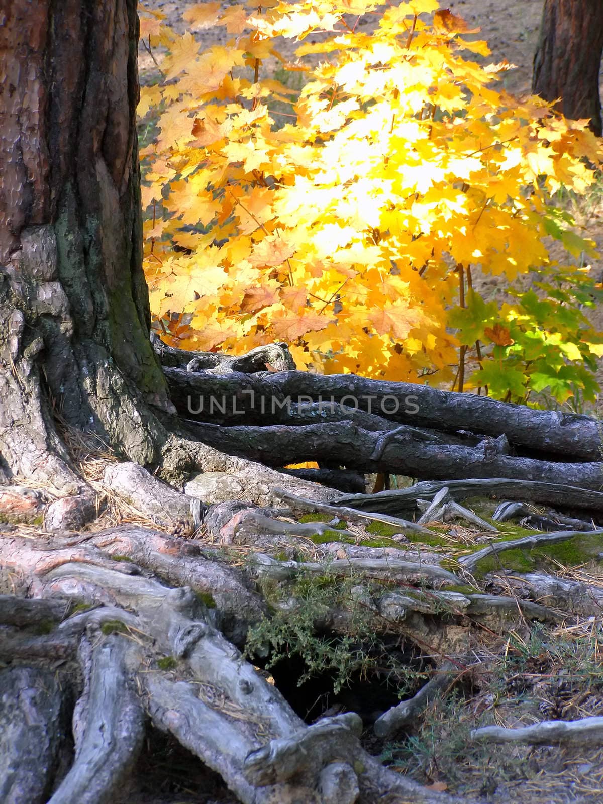 roots of the pine-tree against the background of autumn forest