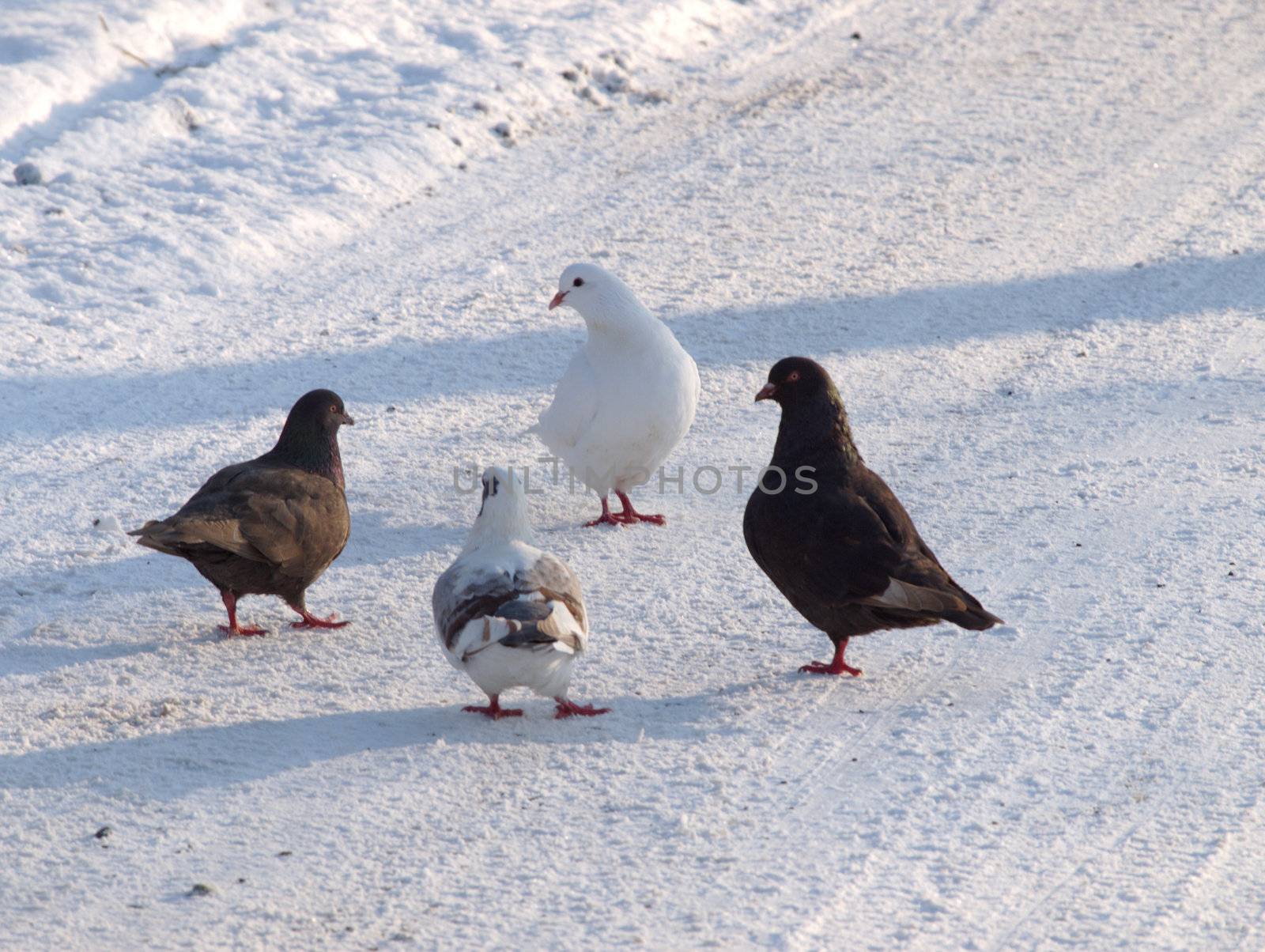 pigeons on the road