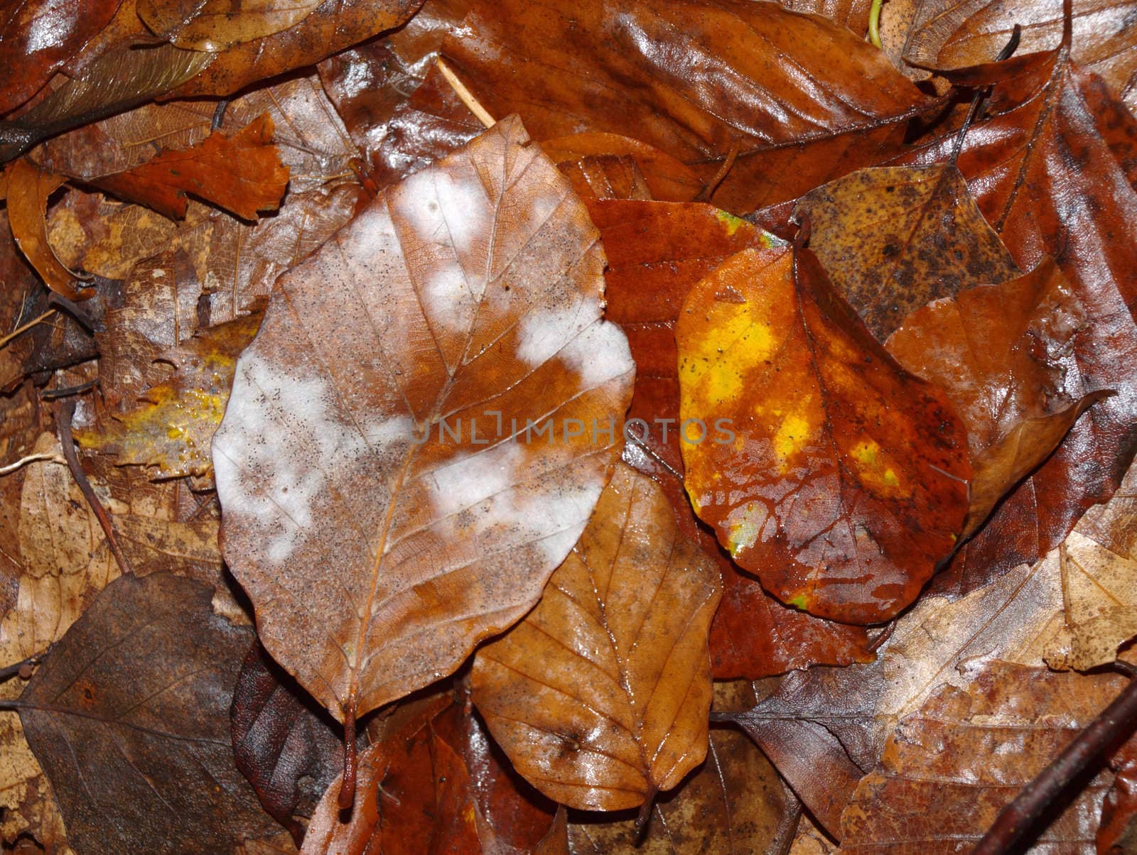 mold on leaves by renales