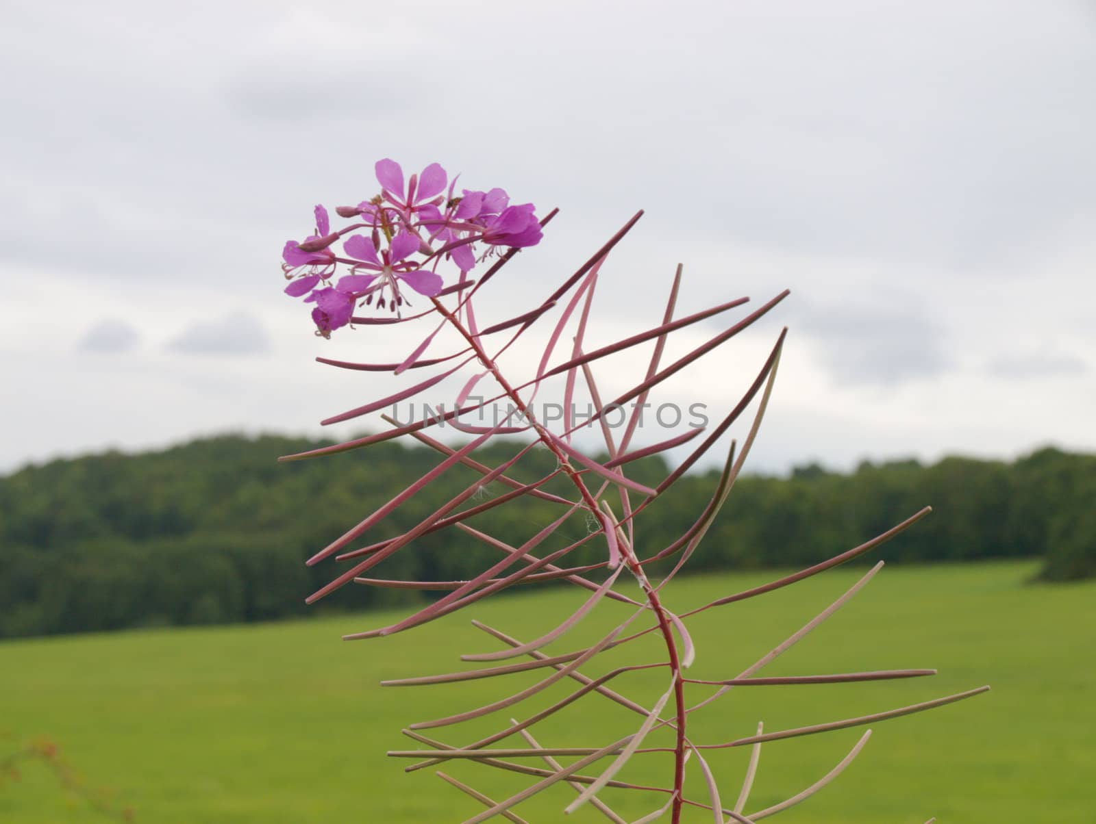 Epilobium angustifolium, the flower witch is using in russian like as a tea