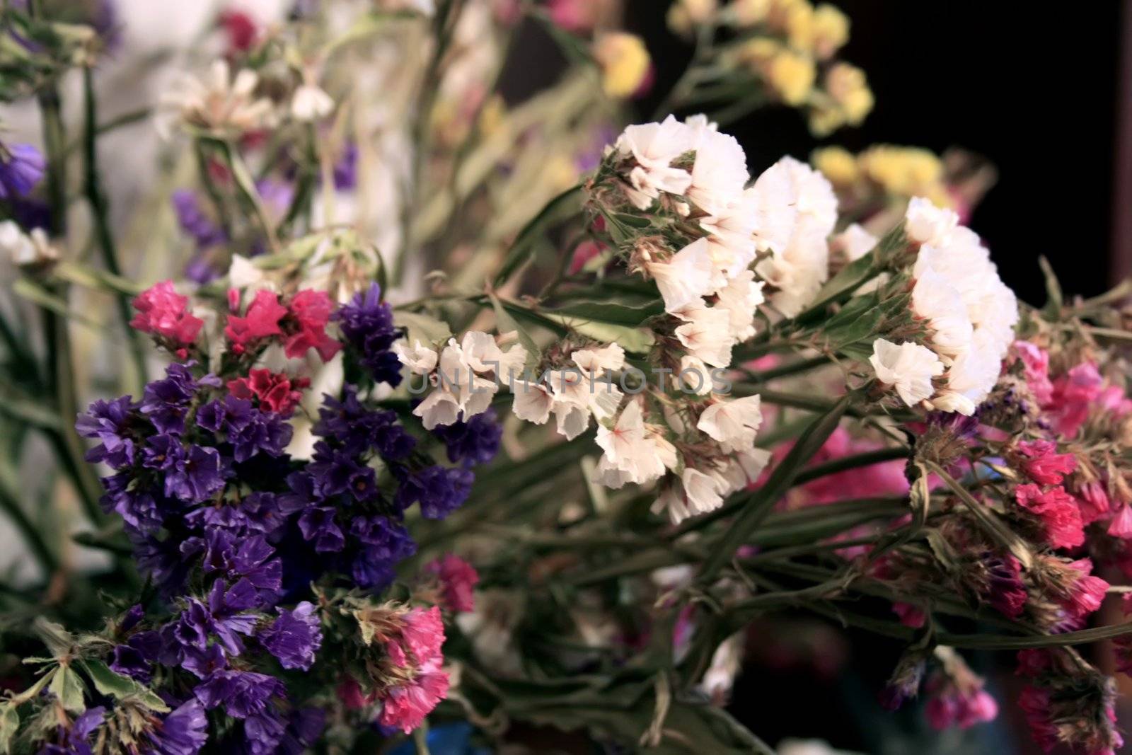dried many-coloured flowers, red, violet, white
