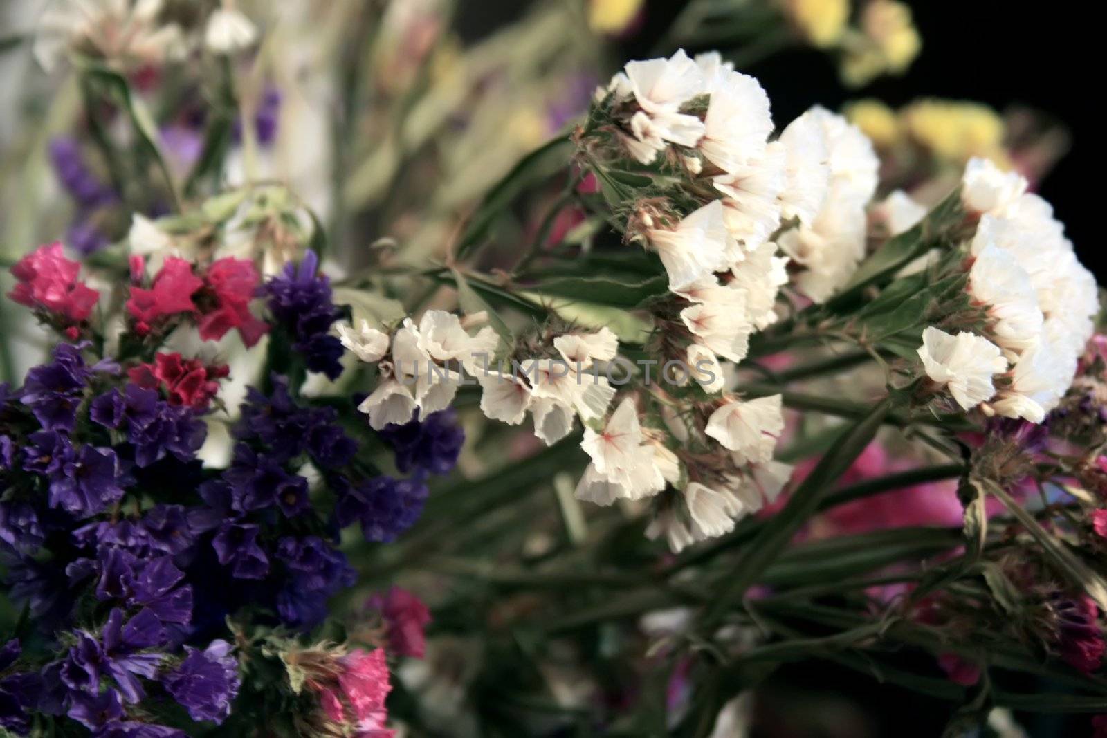 dried many-coloured flowers, red, violet, white
