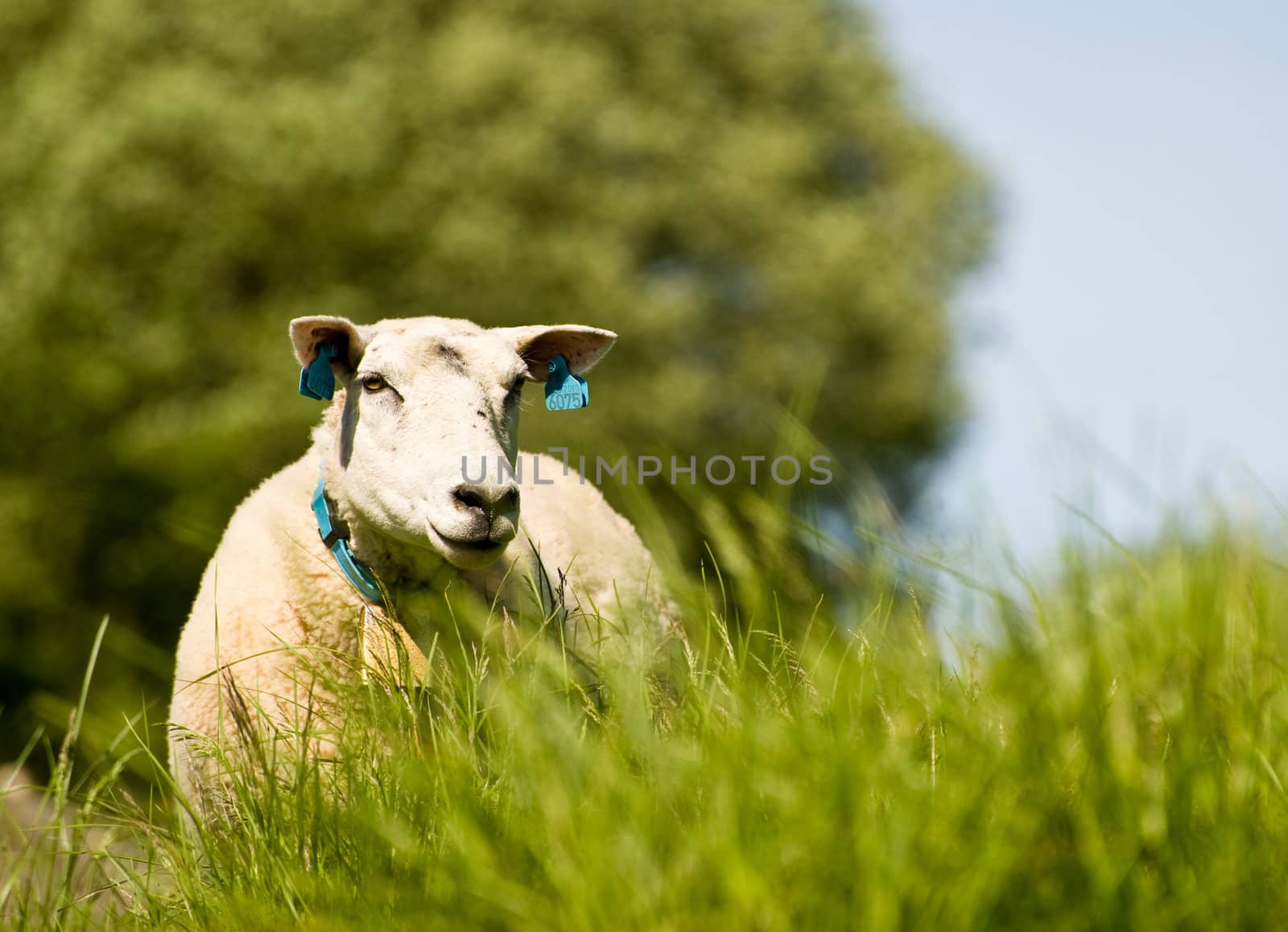 Lonesome sheep grassing in summer season