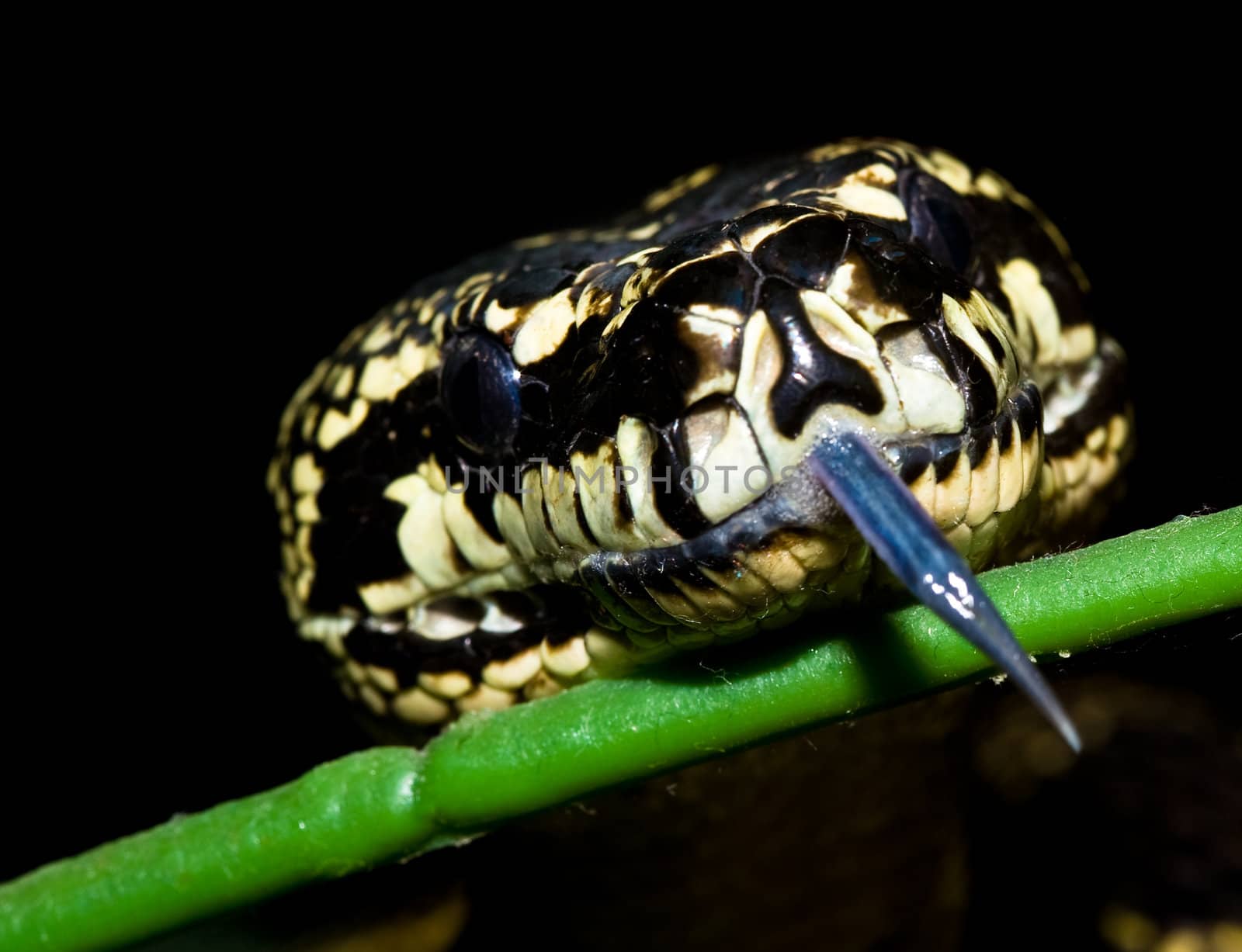 Close up of a snake head