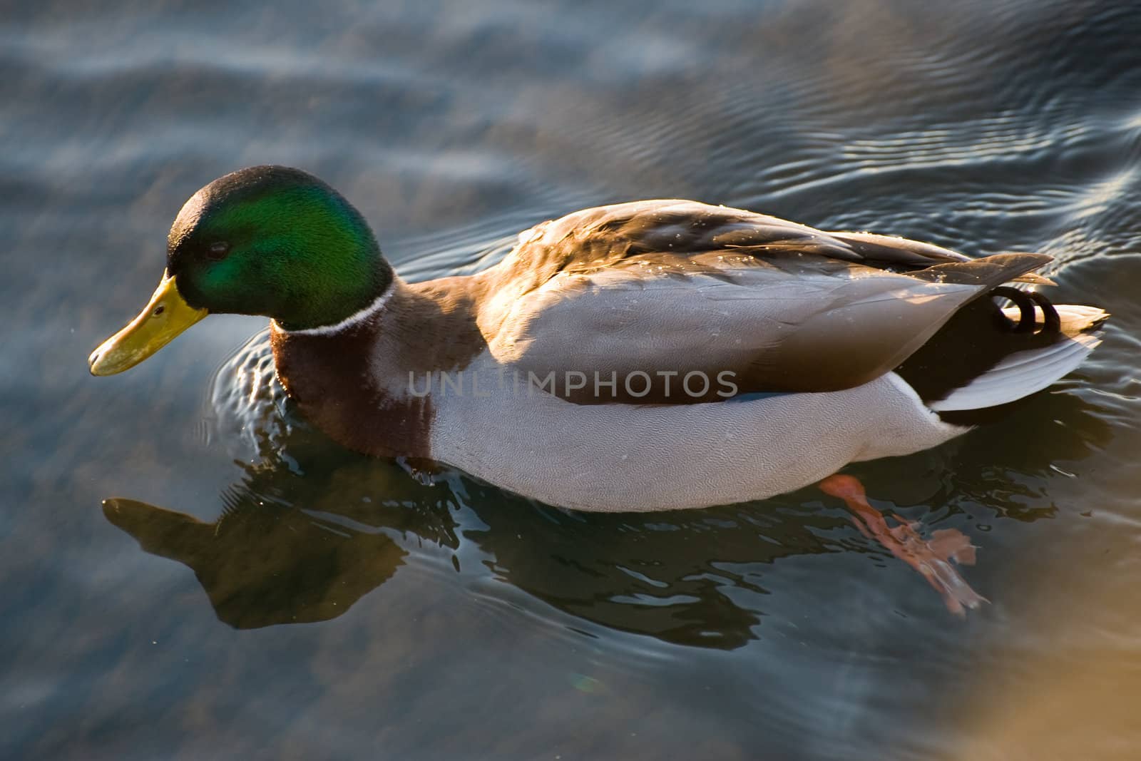 Swimming duck by kenneththunes