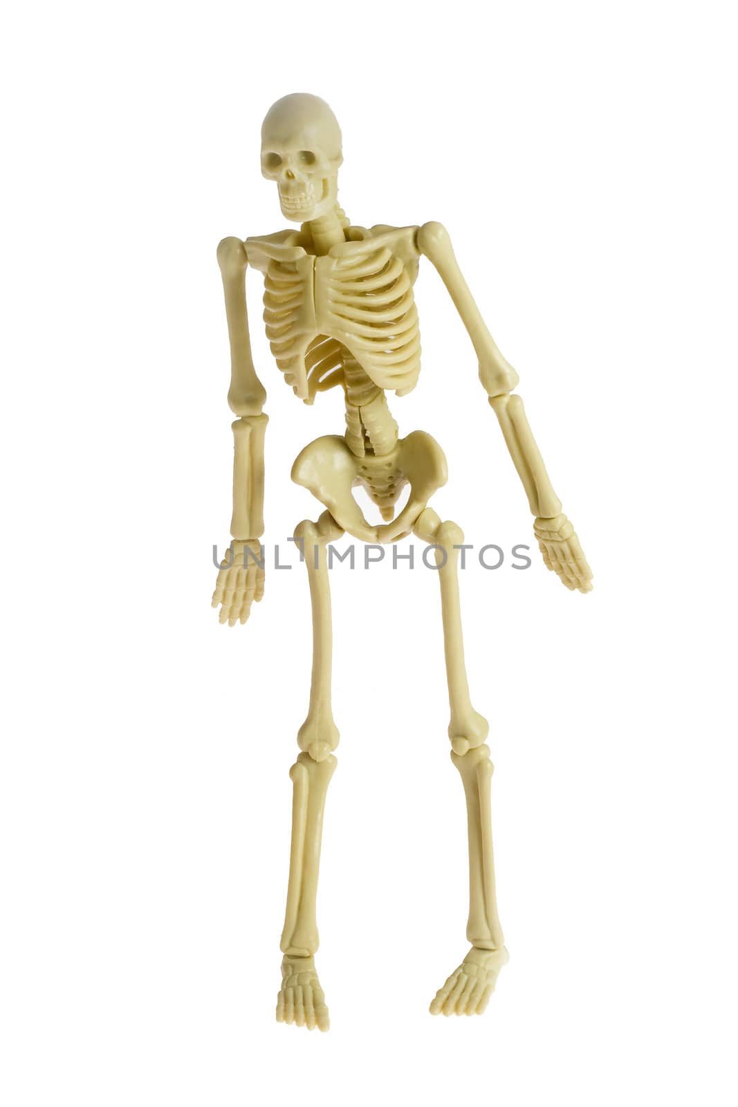 a standing skeleton on white