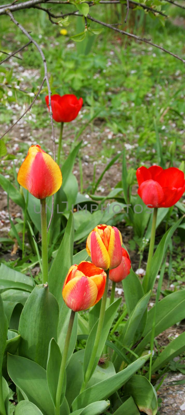 red tulips in the spring garder, colorfull flowers