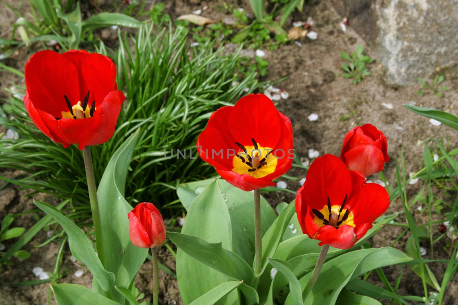 red tulips in the spring garder, colorfull flowers