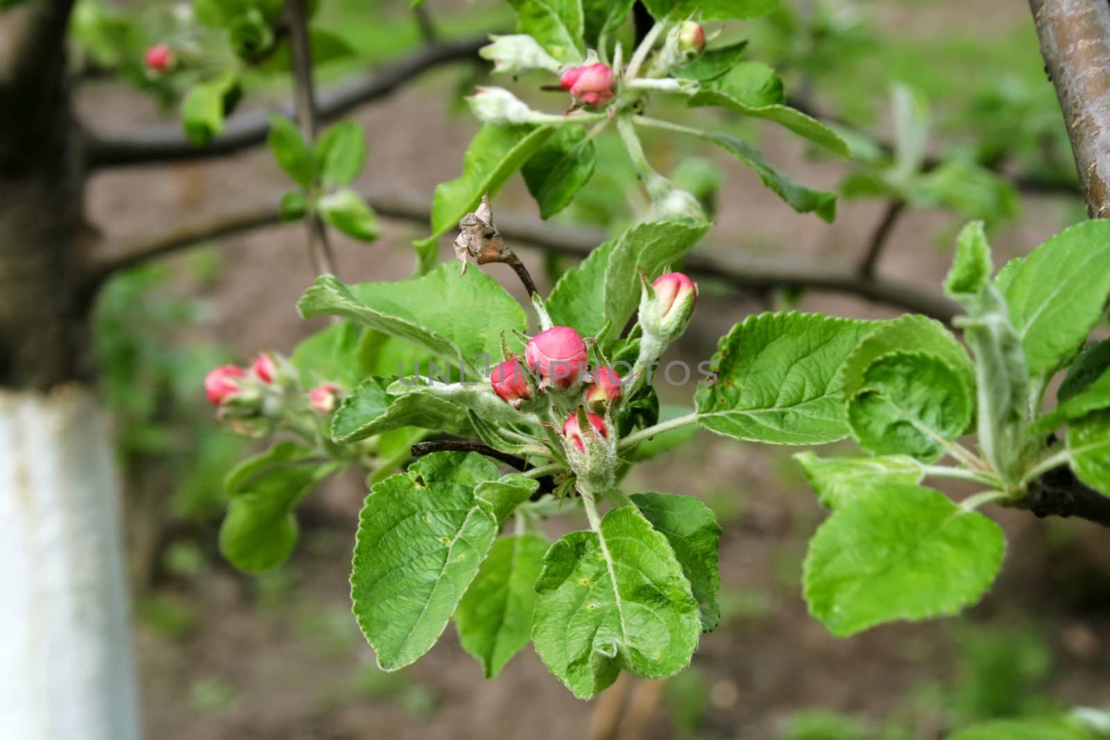 new appletree flowers and green leaf on branch